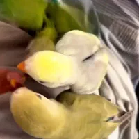 طوطی برزیلی|پرنده|چهارباغ, |دیوار