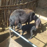 تکه و گوسفند بره دار