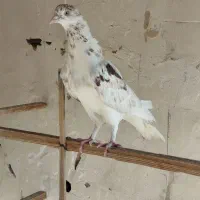 کفتر غریب گیری