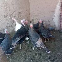 بوقلمون|حیوانات مزرعه|سلامی, |دیوار