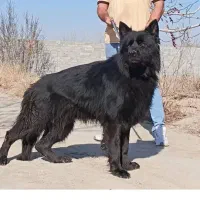 واگذاری ژرمن بلک