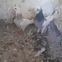 یک جفت طوقی نرماده