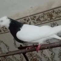 شادگان سعدی|پرنده|شادگان, |دیوار