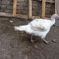 بوقلمون نر|حیوانات مزرعه|ساوه, |دیوار