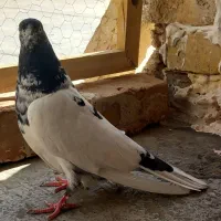 دوتا کفتر ماده پلاس و پاکستانی