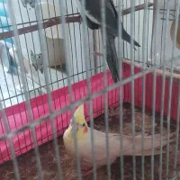 جفت عروس با جوجه