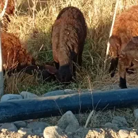 گوسفند بره دار