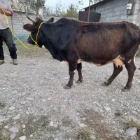 گاو ورزا کوله لیشه