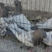 تعدادی کفتر ماده بهبونی|پرنده|شیراز, رکنآباد|دیوار