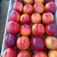 محل کسب کار تره بار محسن زاده