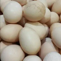 تخم مرغ نطفه دار تضمینی مرغ و خروس فروشی هم هس