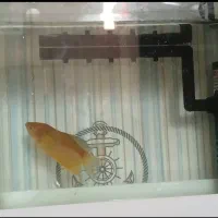 ماهی گورامی زرد گیاهخوار ۶.۵ سانتی|ماهی|شیراز, تاچارا|دیوار