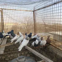 رنگه|پرنده|مشهد, کشف|دیوار