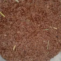 تخم کتان یا بذرک سرخ تازه سیار پرخاصیت