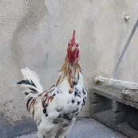خروس گلین