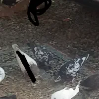 کبوتر