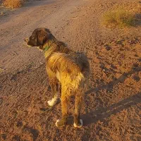 واگذاری سگ|سگ|رفسنجان, |دیوار