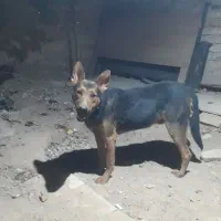 سگ نگهبان دوبرمن خوب|سگ|کرج, پیشاهنگی|دیوار