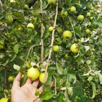سیب سفید ریز ۲۰تومن
