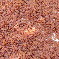 کشمش افتابی