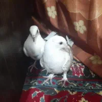 جفت کفتر دوکت