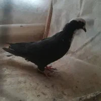 کبوتر عرب ماده