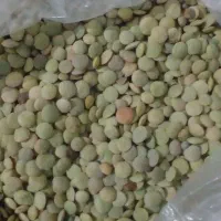 عدس محلی