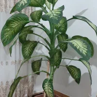 گل دیفن باخیا