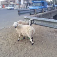 بره نر محلی ودو رگ