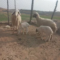 میش و بره|حیوانات مزرعه|آبدانان, |دیوار