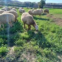 گوسفند۱۰۰تا|حیوانات مزرعه|دره رود, |دیوار