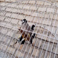 قاری دم زرد|پرنده|کارون, |دیوار