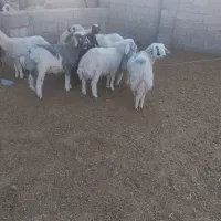 بره نرماده چاق