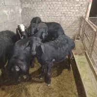 بره نر قره‌قزل