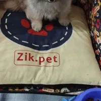 پامر عروسکی بسیار ریز|سگ|کهریزک, |دیوار