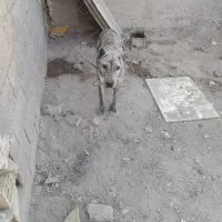 افغان|سگ|تهران, یافت‌آباد|دیوار