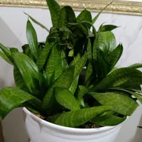 کاکتوس گل سانسوریا