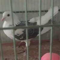 کبوتر|پرنده|شاهین‌شهر, شهرک ردانی پور|دیوار