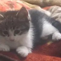 واگذاری ۲ عدد گربه