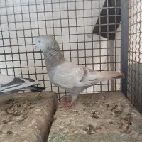 کفتر سینه سبز|پرنده|شیراز, امام حسین|دیوار