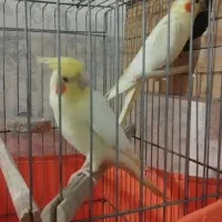 عروس هلندی لوتیتو مولد