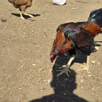 خروس لاری|حیوانات مزرعه|اسفرورین, |دیوار