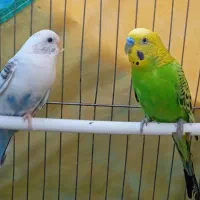 مرغ عشق|پرنده|ساوه, |دیوار