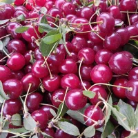 فروش باغ درهیر
