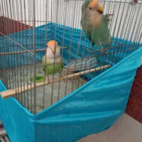 جفت برزیلی وایت فیس.مرغ عشق ماده بالغ.جوجه مرغ عشق