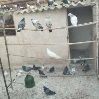 کفتر پرشی ،یاهو،سرور،طوقی،|پرنده|قم, نیروگاه|دیوار