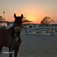 اسب عرب دوخون