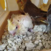 جوجه عروس هلندی|پرنده|قروه, |دیوار