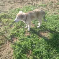 سلام . توله سرابی نر ۶۵روز