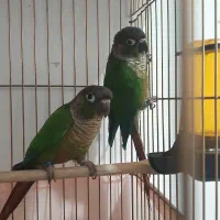 گرینچیک.معاوضه باملنگو. راهب وگرینچیک رنگ دیگر